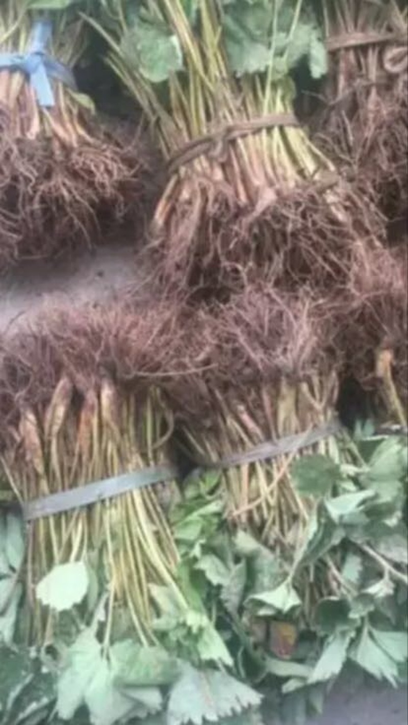 红颜草莓苗10~20cm