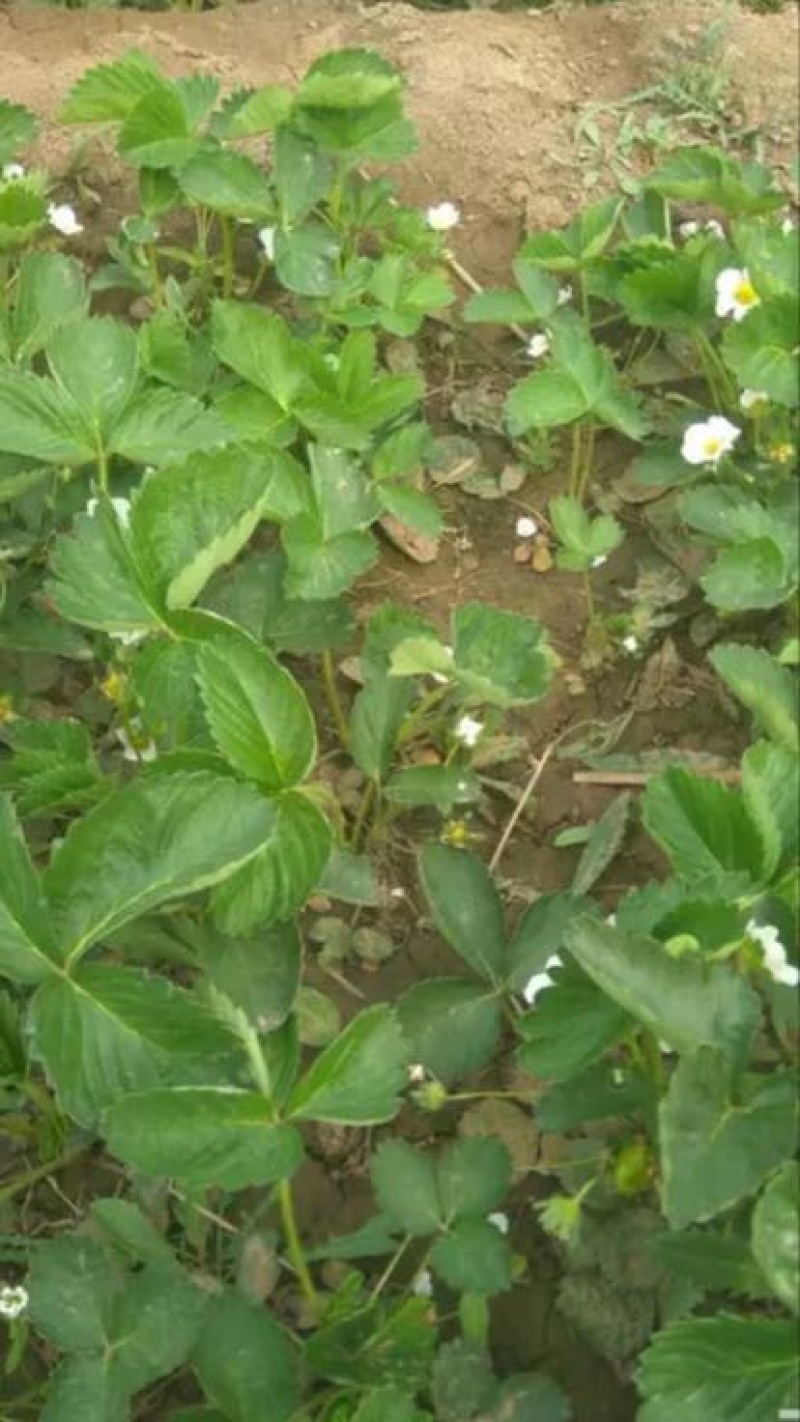 红颜草莓苗10~20cm