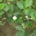 红颜草莓苗10~20cm