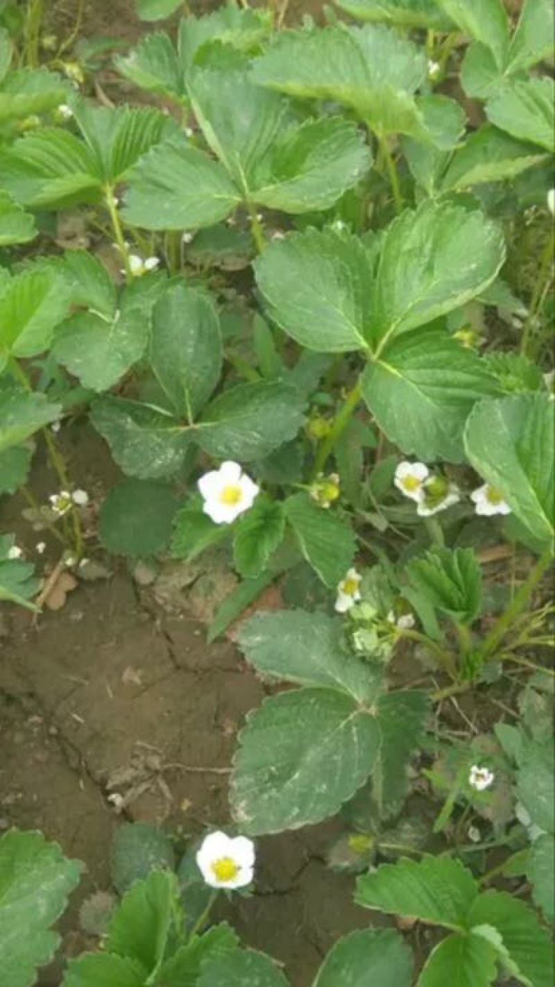 红颜草莓苗10~20cm