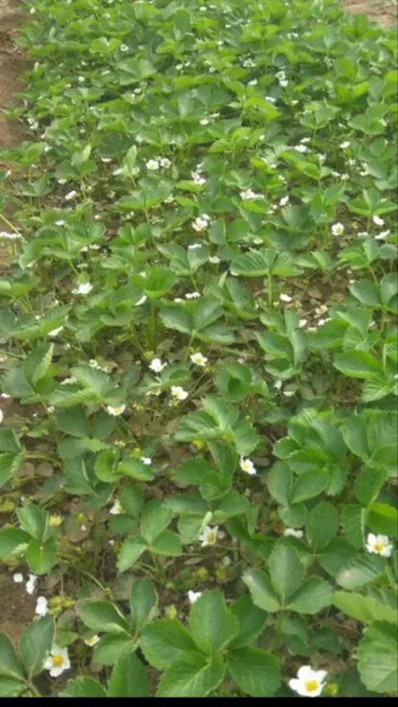 红颜草莓苗10~20cm