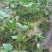 红颜草莓苗10~20cm