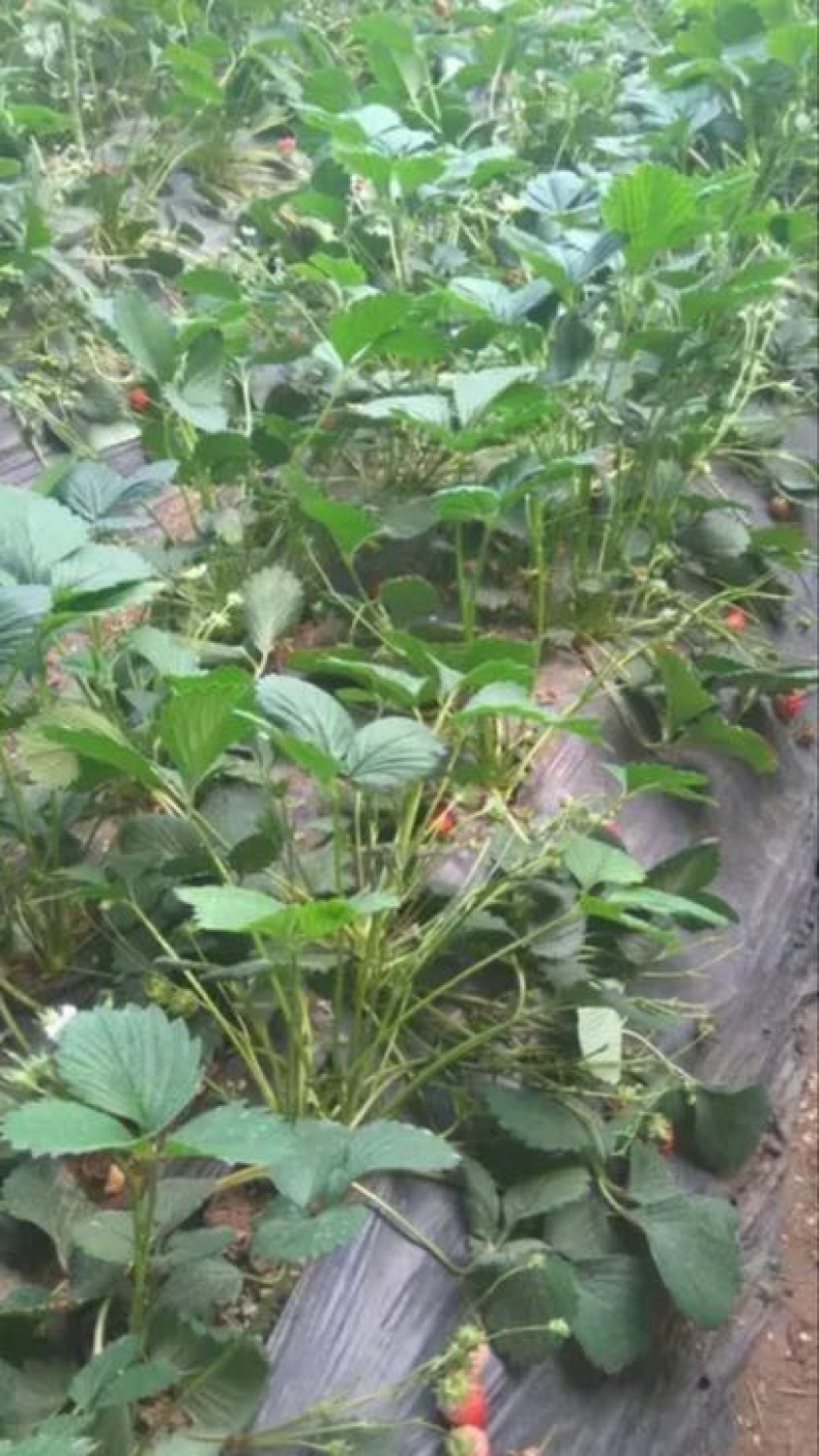 红颜草莓苗10~20cm