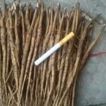 油牡丹苗10cm以下