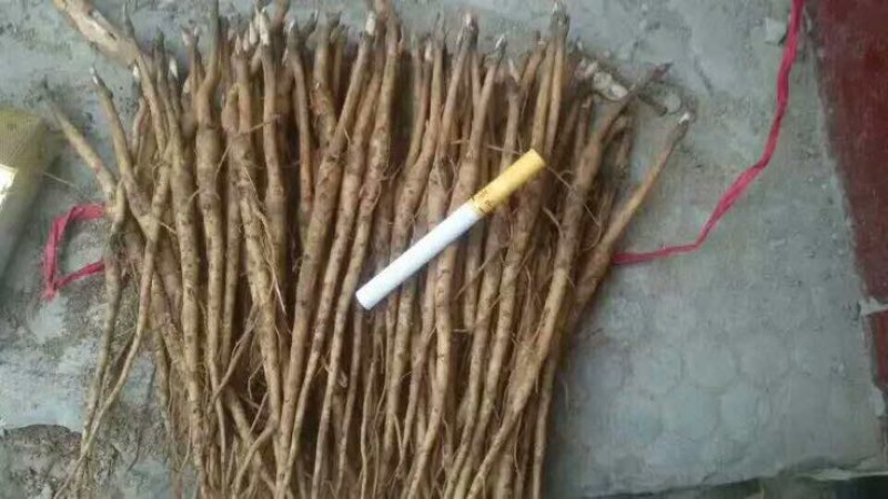 油牡丹苗10cm以下