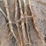 油牡丹苗10cm以下