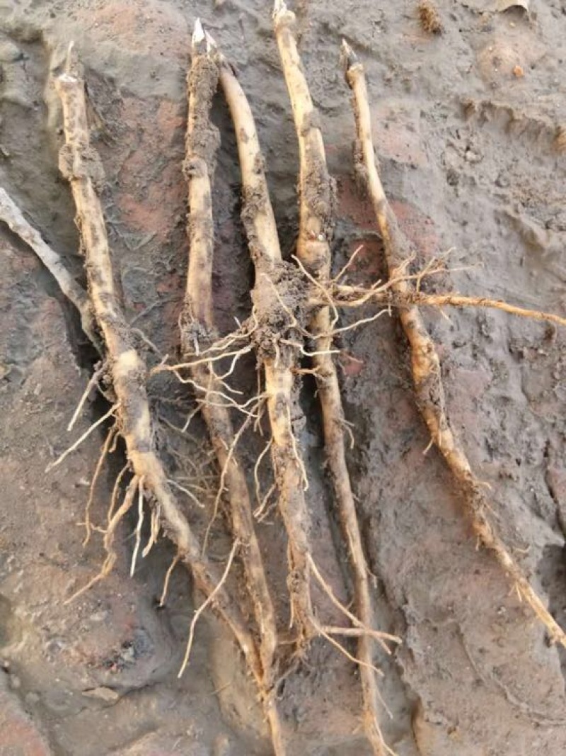 油牡丹苗10cm以下