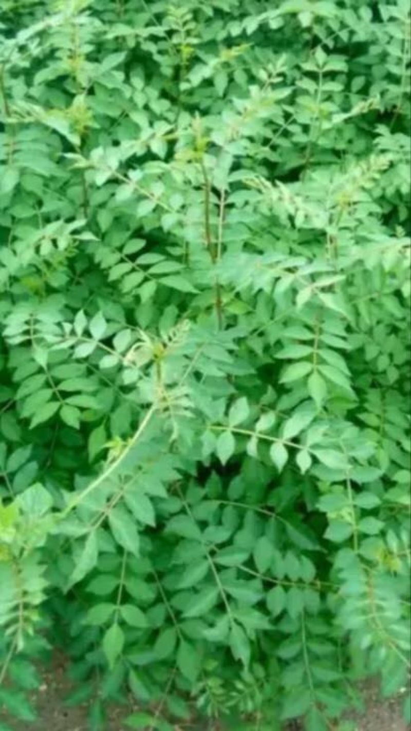 花椒苗80~110cm