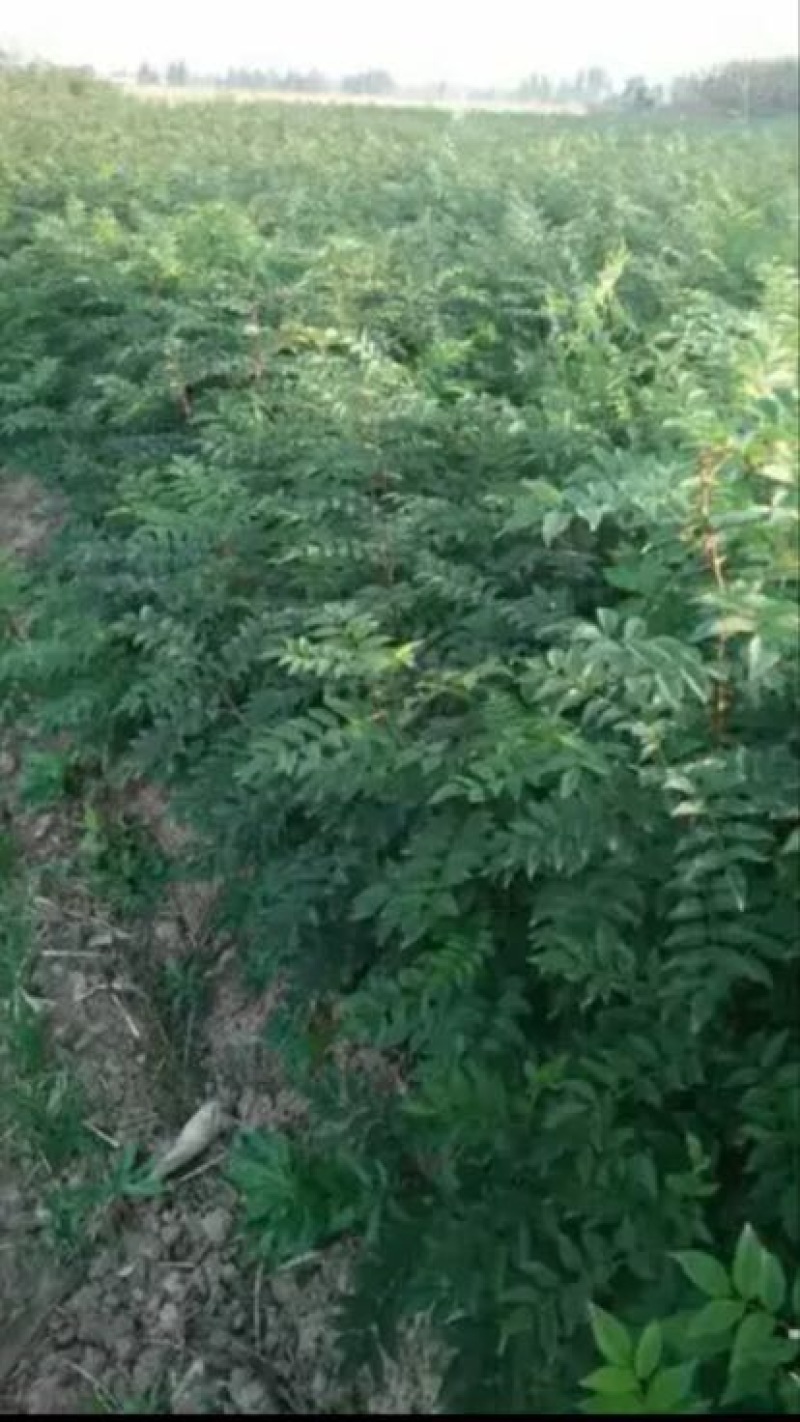 花椒苗80~110cm