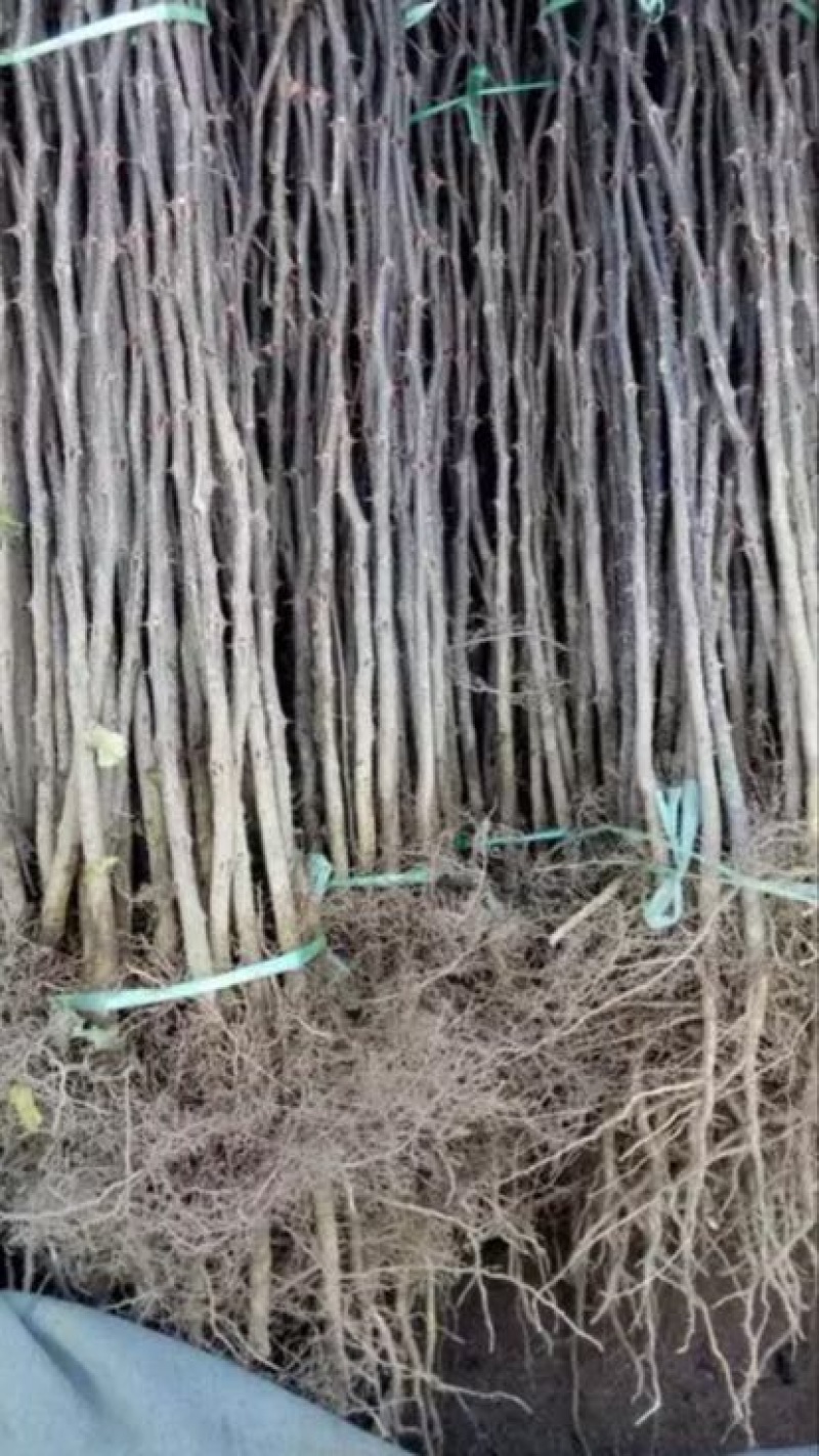 花椒苗80~110cm
