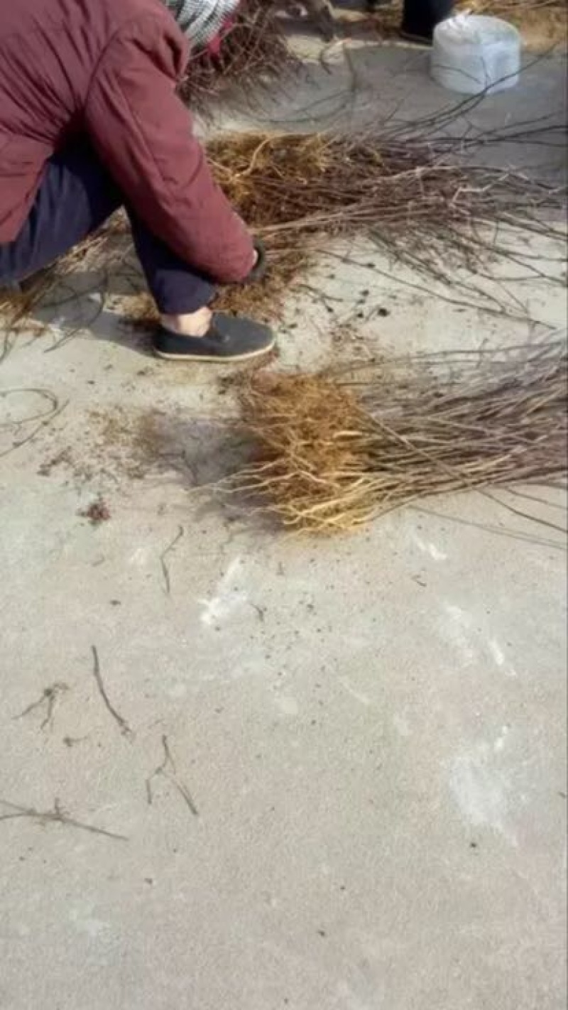花椒苗80~110cm