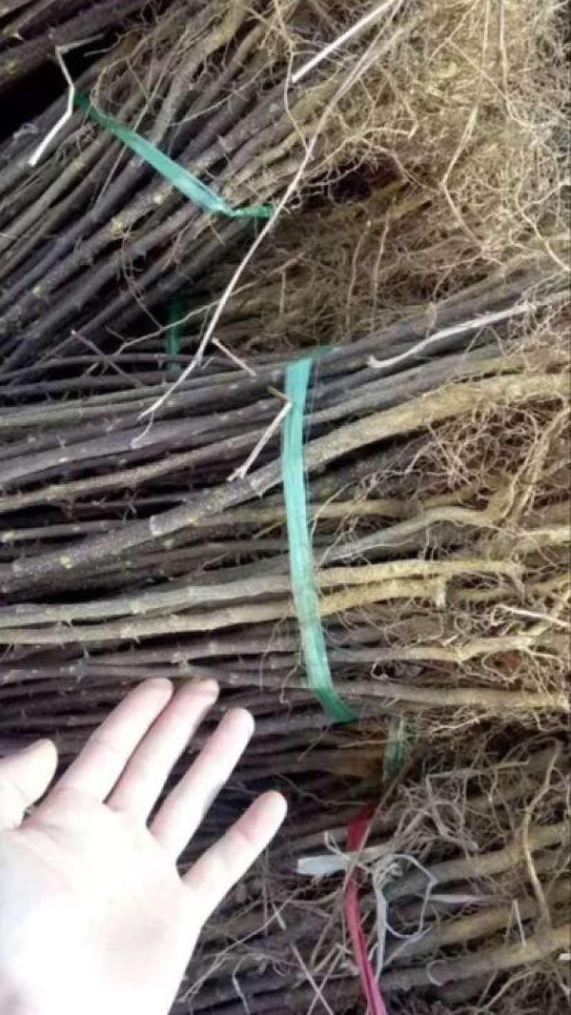 花椒苗80~110cm