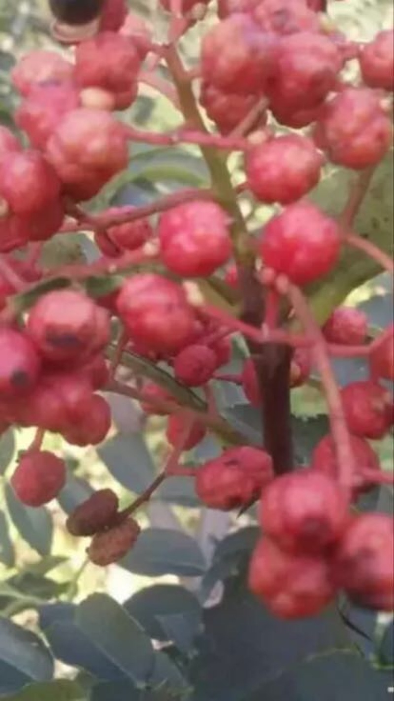 花椒苗80~110cm