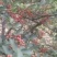 花椒苗80~110cm