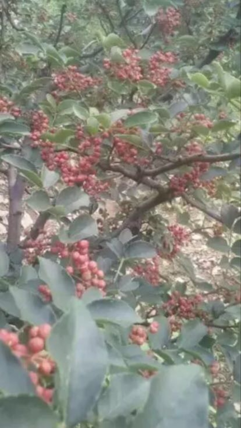 花椒苗80~110cm