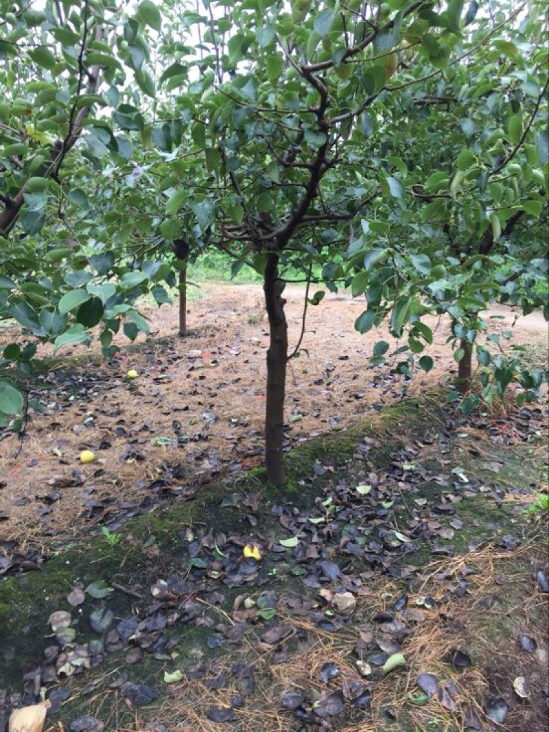 梨树6~8cm3~3.5米
