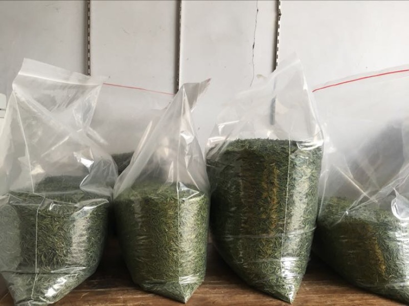 绿茶特级
