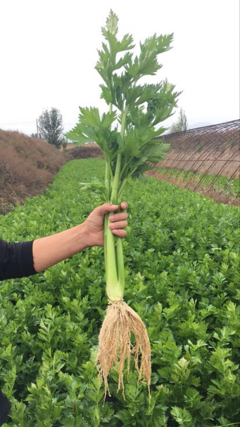 西芹55cm以上