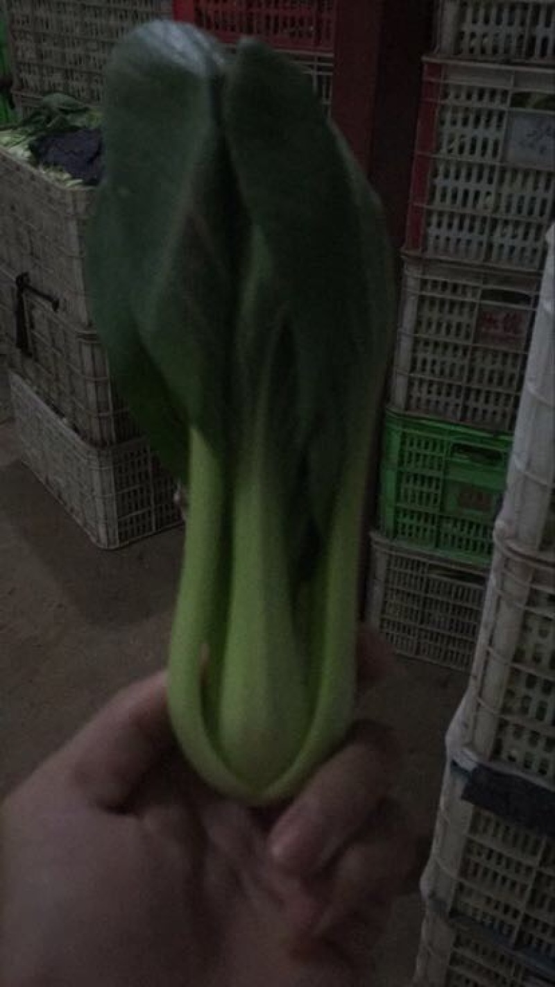 小油菜1两以上