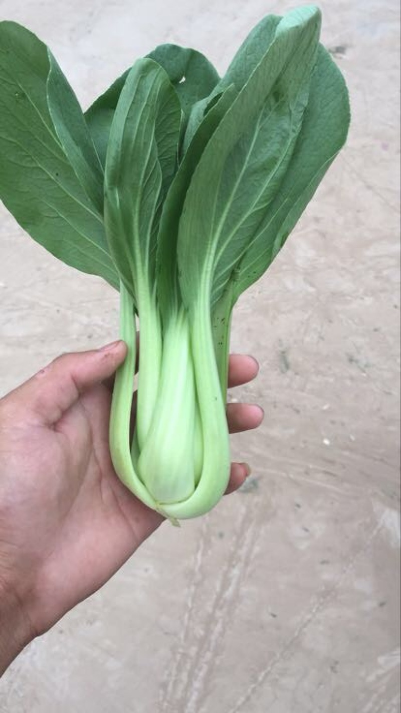 小油菜1两以上
