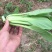 小油菜1两以上