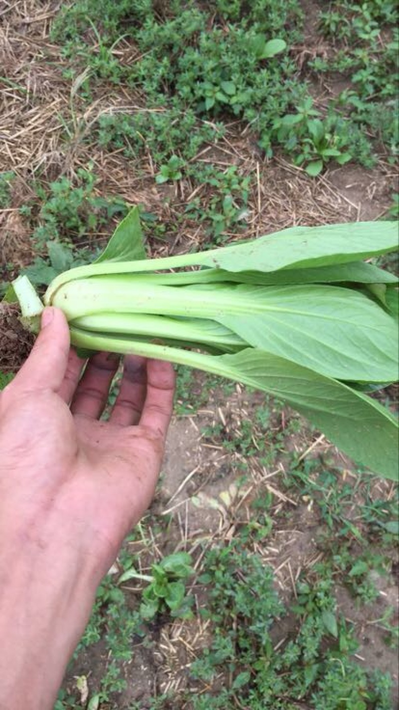 小油菜1两以上