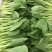 小油菜1两以上