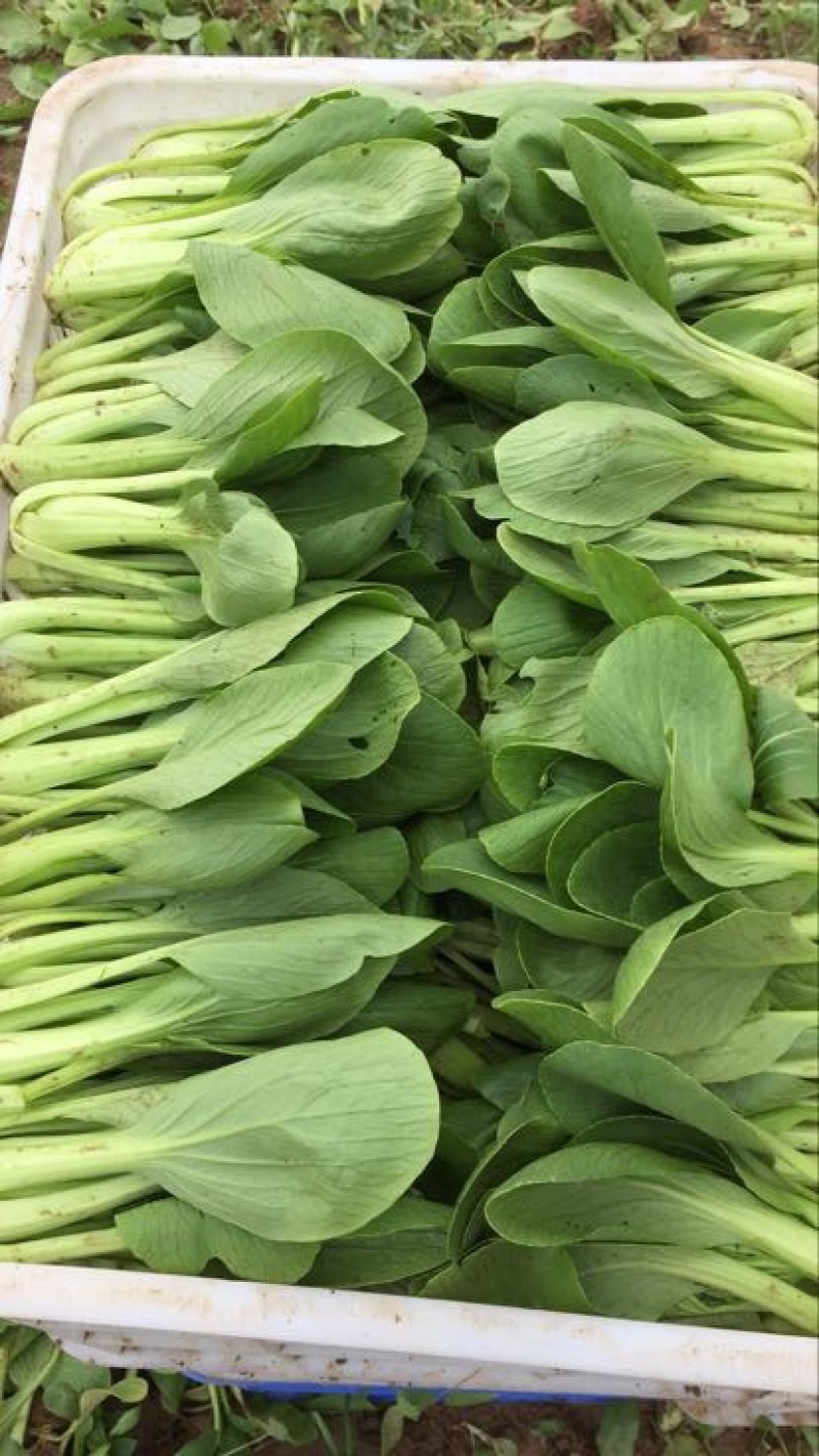 小油菜1两以上