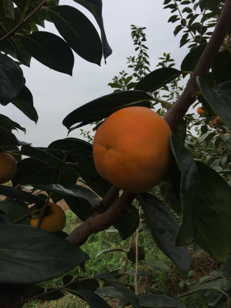 阳丰甜柿子果个大，口感脆甜多汁，耐运输，