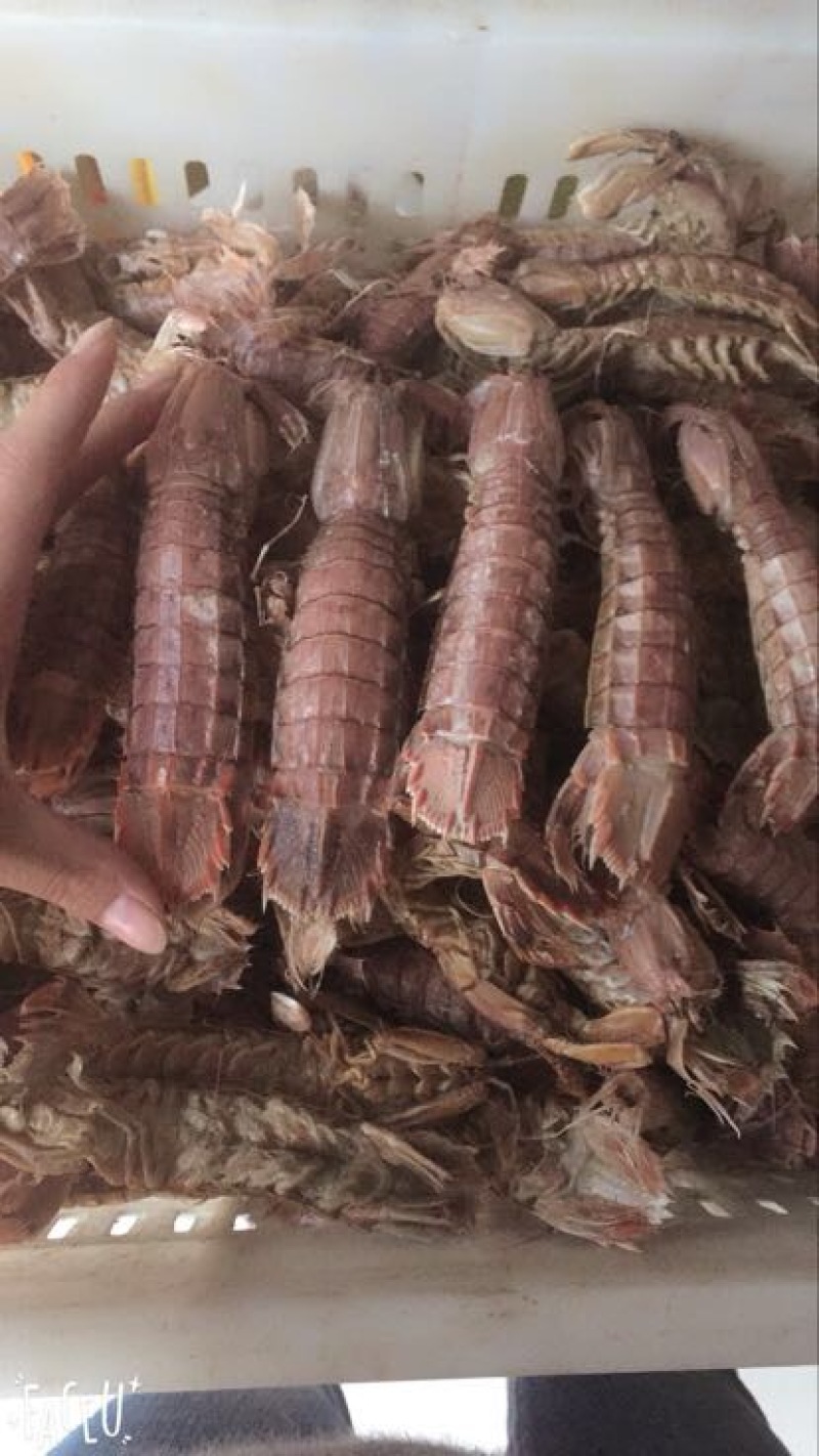 皮皮虾琵琶虾食用冻虾熟冻皮皮虾一手货一件代发