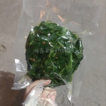 苦苣菜20~25厘米