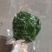 苦苣菜20~25厘米