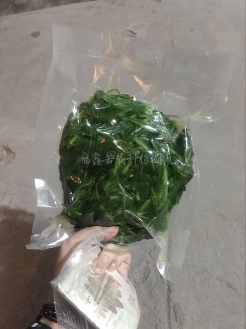 苦苣菜20~25厘米