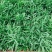 苦苣菜20~25厘米