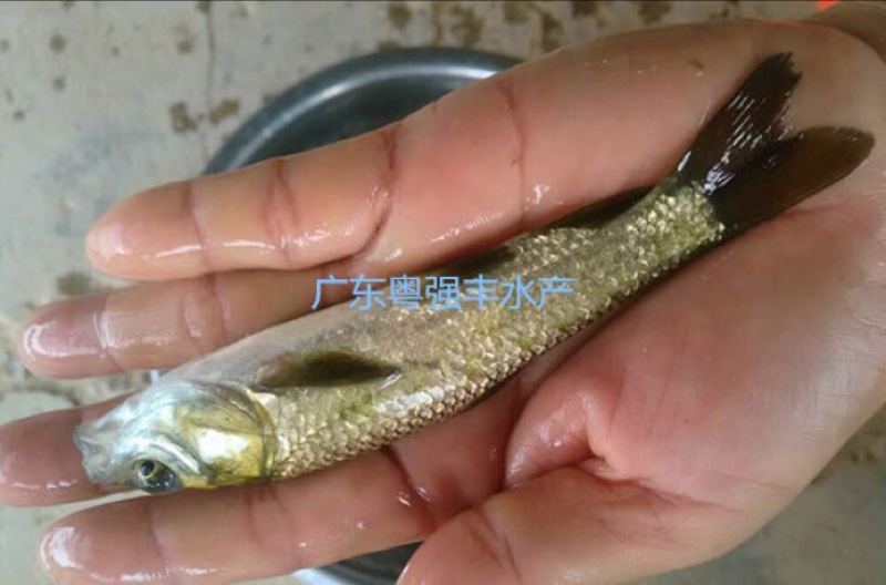 淡水青鱼苗批发4-6cm优质青鱼苗供应