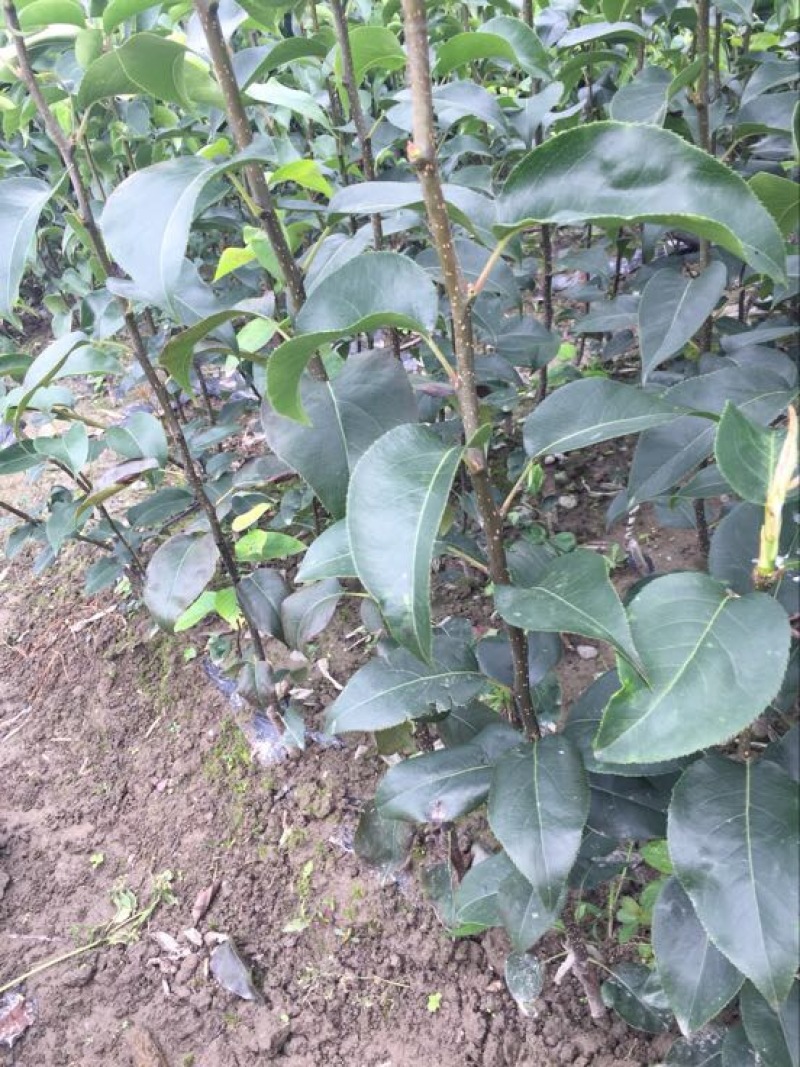 桑叶苗