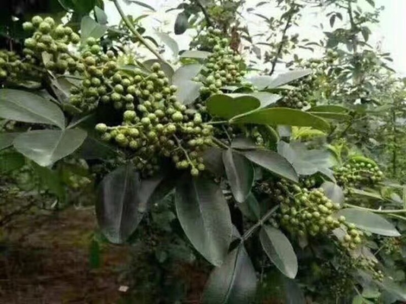 桑叶苗