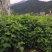 桑叶苗