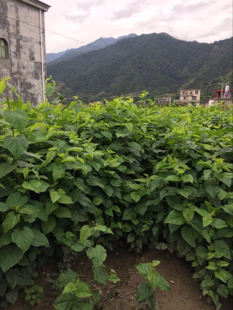 桑叶苗