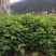 桑叶苗