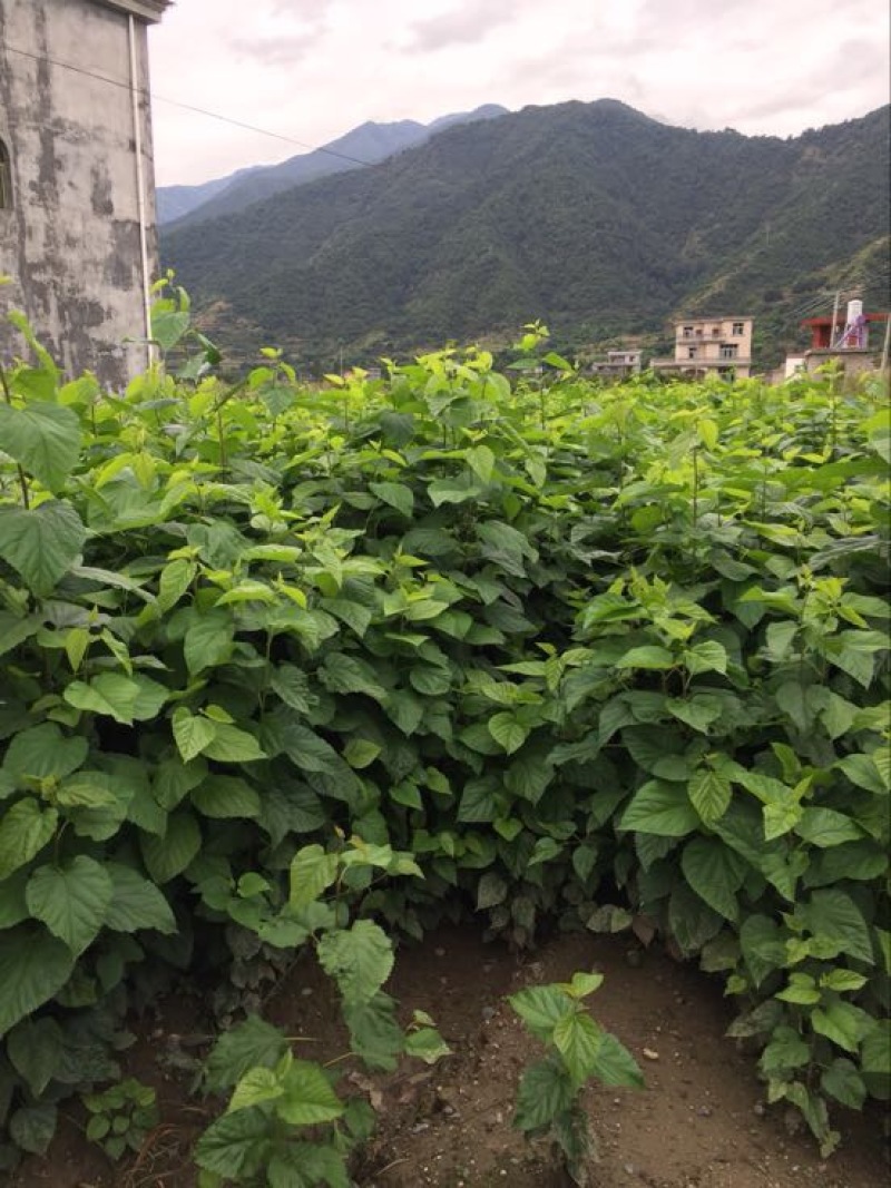 桑叶苗