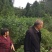 桑叶苗