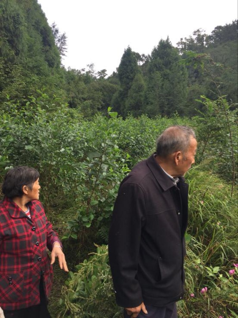 桑叶苗