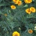 野菊花统货