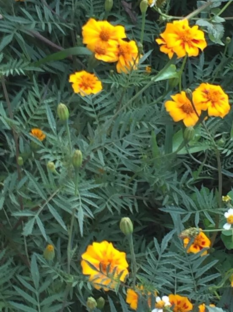 野菊花统货