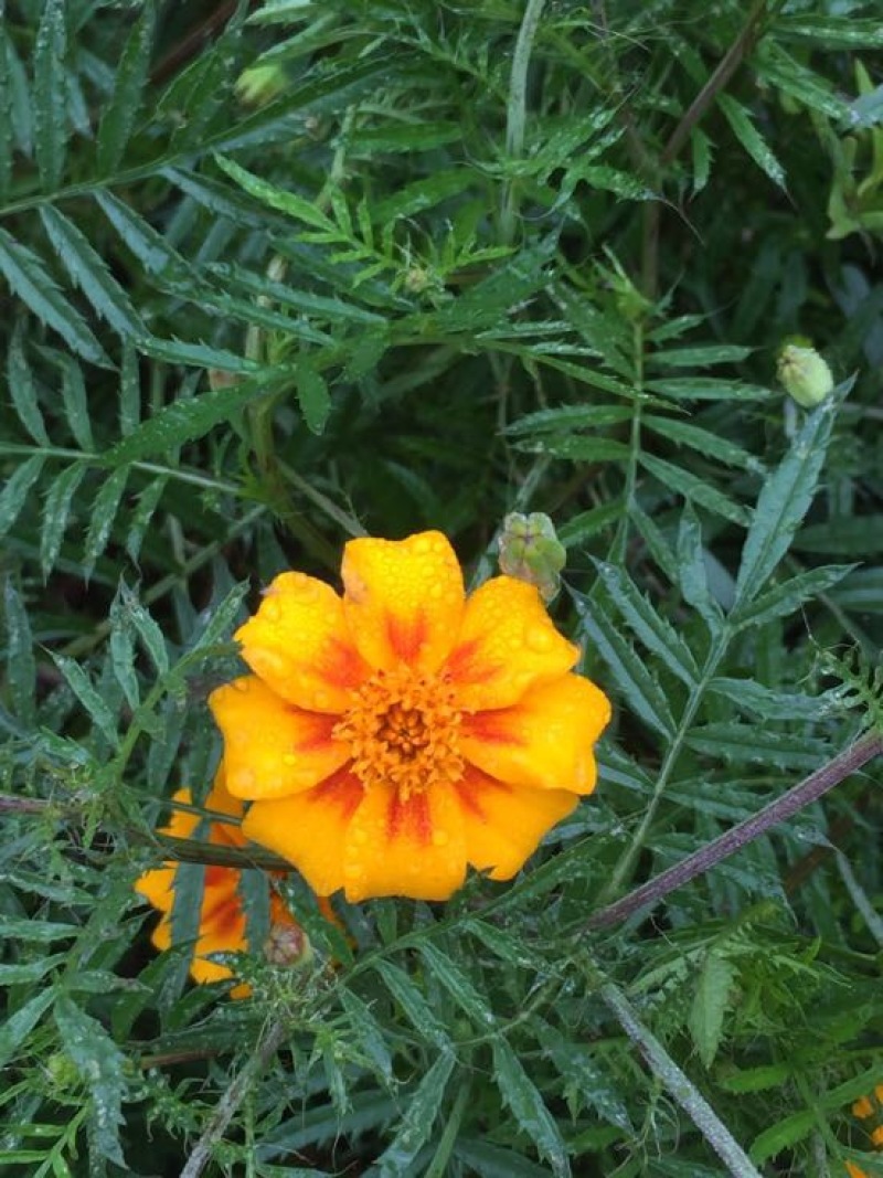 野菊花统货