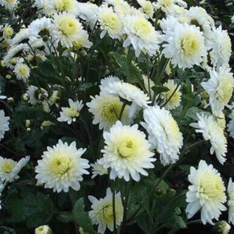 菊花茶一级