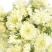 菊花茶一级