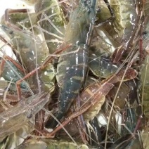 河虾活虾8只/kg以下