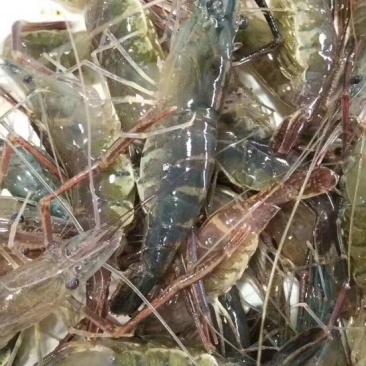 河虾活虾8只/kg以下